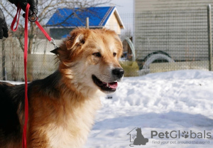 Photo №1. chien bâtard - à vendre en ville de Saint-Pétersbourg | Gratuit | Annonce №59928