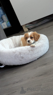 Photo №2 de l'annonce № 168903 de la vente cavalier king charles spaniel - acheter à La finlande 