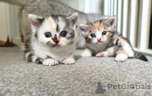 Photo №1. munchkin - à vendre en ville de Aroza | 350€ | Annonce № 169316