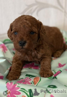 Photo №2 de l'annonce № 139051 de la vente caniche (jouet) - acheter à Serbie éleveur