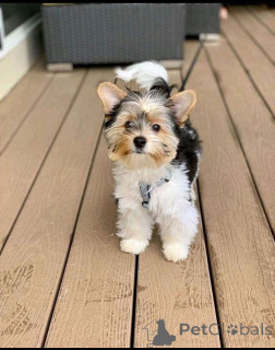 Photo №2 de l'annonce № 137701 de la vente yorkshire terrier - acheter à Allemagne éleveur