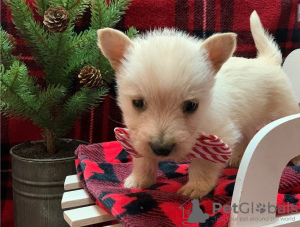 Photo №1. terrier écossais - à vendre en ville de Berlin | Gratuit | Annonce №127095