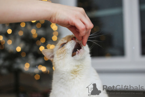 Photos supplémentaires: Tendre chaton blanc Donut en cadeau !