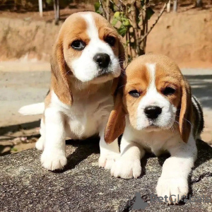 Photo №3. Deux magnifiques chiots beagle à vendre. Allemagne