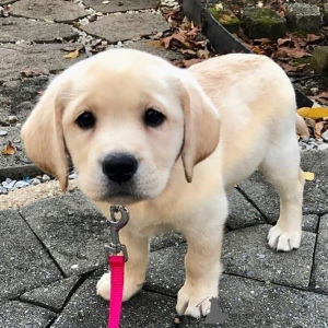 Photo №1. labrador retriever - à vendre en ville de Aizlingen | 400€ | Annonce №157019