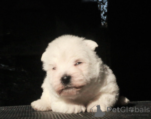 Photo №2 de l'annonce № 70811 de la vente west highland white terrier - acheter à Fédération de Russie annonce privée, de la fourrière, éleveur