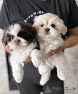 Photo №4. Je vais vendre shih tzu en ville de Anvers. annonce privée, éleveur - prix - 700€