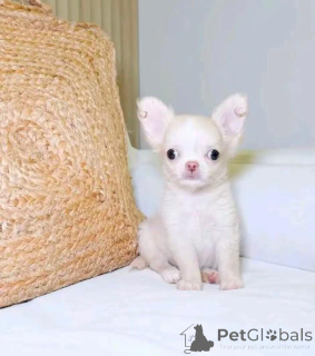 Photo №2 de l'annonce № 168771 de la vente chihuahua - acheter à USA éleveur