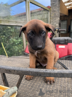 Photo №2 de l'annonce № 144557 de la vente malinois - acheter à Allemagne éleveur