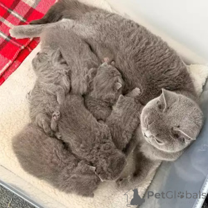 Photo №1. british shorthair - à vendre en ville de Wetzlar | 380€ | Annonce № 167249