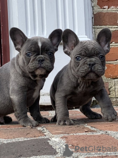 Photo №1. bouledogue - à vendre en ville de Chemnitz | Gratuit | Annonce №123912