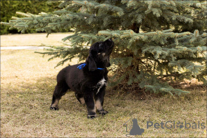 Photo №2 de l'annonce № 99820 de la vente buryat wolfhound mongol - acheter à Fédération de Russie annonce privée