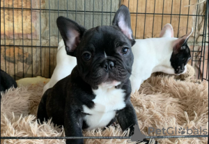 Photo №4. Je vais vendre bouledogue en ville de Cracovie. annonce privée - prix - 331€