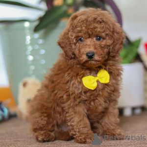 Photo №1. pinscher miniature - à vendre en ville de Leeds | 500€ | Annonce №161022