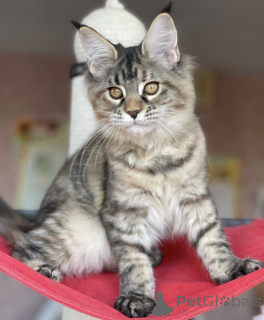 Photo №1. maine coon - à vendre en ville de Baden-Baden | 950€ | Annonce № 163183