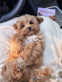 Photo №3. Wunderschöne Maltipoo-Welpen suchen ein liebevolles Zuhause für immer!. France