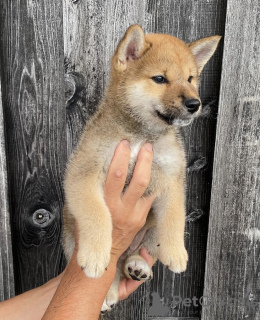 Photo №1. shiba - à vendre en ville de Seydisfjordur | négocié | Annonce №116784