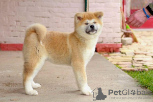 Photo №3. Akita-Inu. Serbie