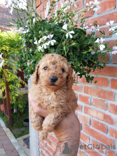 Photo №1. caniche (jouet) - à vendre en ville de Belgrade | 500€ | Annonce №121326