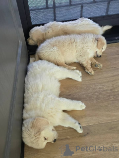 Photo №3. Entzückende Golden-Retriever-Welpen suchen ein liebevolles Zuhause!. Grèce