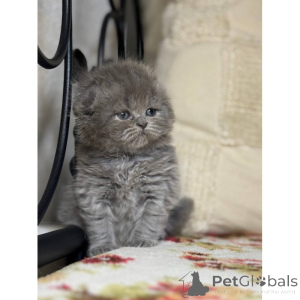 Photo №1. scottish fold - à vendre en ville de Marburg | 350€ | Annonce № 174412