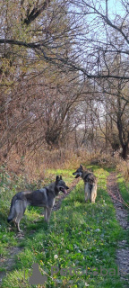 Photos supplémentaires: Chiots chiens-loups tchécoslovaques