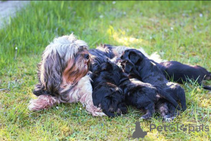 Photo №4. Je vais vendre yorkshire terrier en ville de Glasgow. éleveur - prix - 650€