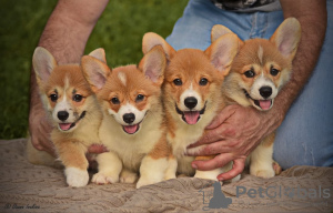 Photos supplémentaires: Chiots Welsh Corgi Pembroke