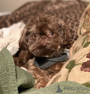 Photo №1. shih tzu - à vendre en ville de Berlin | 350€ | Annonce №142824