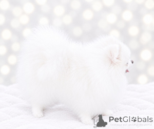 Photo №2 de l'annonce № 176859 de la vente spitz nain - acheter à Ukraine annonce privée, de la fourrière, éleveur