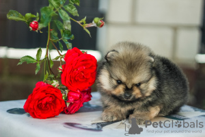 Photos supplémentaires: Beaux chiots de Poméranie