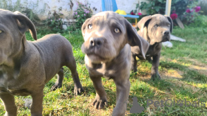 Photos supplémentaires: CANE CORSO beaux chiots