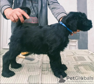 Photo №2 de l'annonce № 125763 de la vente schnauzer géant - acheter à Serbie 