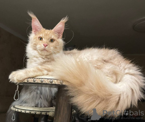 Photo №1. maine coon - à vendre en ville de Minnesota City | négocié | Annonce № 112453