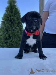 Photo №4. Je vais vendre cane corso en ville de Бачка-Паланка. éleveur - prix - négocié