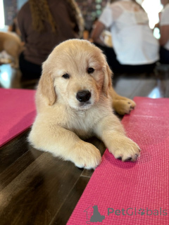 Photo №1. golden retriever - à vendre en ville de Munich | négocié | Annonce №174975