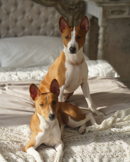 Photos supplémentaires: Chiots Basenji