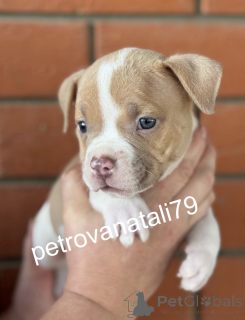 Photo №1. american bully - à vendre en ville de Krasnodar | négocié | Annonce №146110