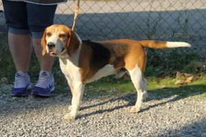 Photo №1. Service d'accouplement - race: beagle. Prix - 600€