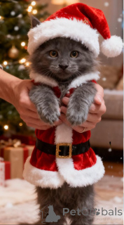 Photo №1. maine coon - à vendre en ville de Bleialf | 850€ | Annonce № 160434