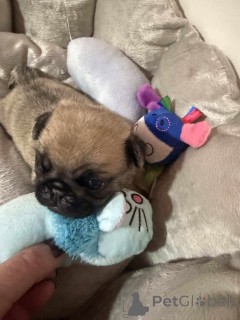 Photo №1. carlin - à vendre en ville de Aarschot | négocié | Annonce №158834