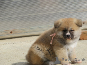 Photo №4. Je vais vendre akita (chien) en ville de Belgrade.  - prix - négocié