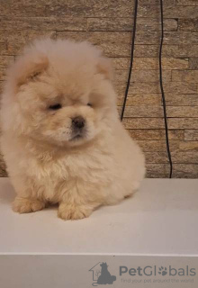 Photo №3. Chiots Chow-Chow. Serbie