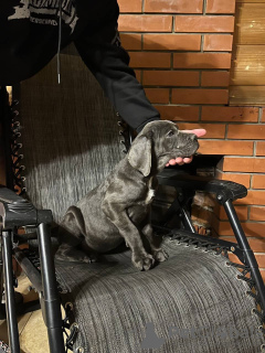 Photo №2 de l'annonce № 132737 de la vente cane corso - acheter à Fédération de Russie éleveur