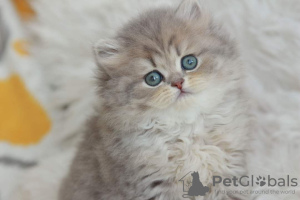 Photo №1. british longhair - à vendre en ville de Dnipro | 852€ | Annonce № 51380