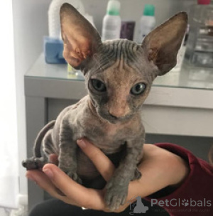 Photo №1. sphynx - à vendre en ville de Munich | 800€ | Annonce № 140080