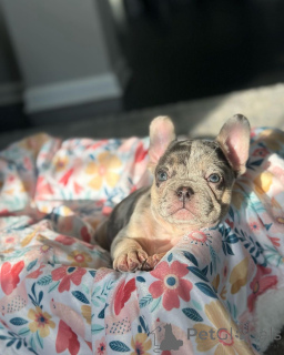 Photo №1. bouledogue - à vendre en ville de Munich | 650€ | Annonce №150648