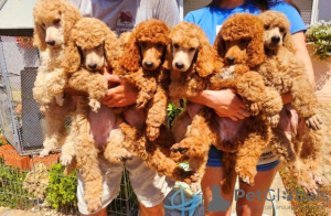 Photos supplémentaires: Chiots caniche royal