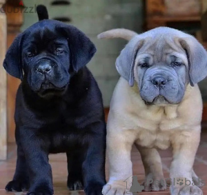 Photo №1. cane corso - à vendre en ville de Sofia | négocié | Annonce №175965