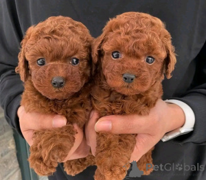 Photo №2 de l'annonce № 173167 de la vente caniche (jouet) - acheter à Grèce 